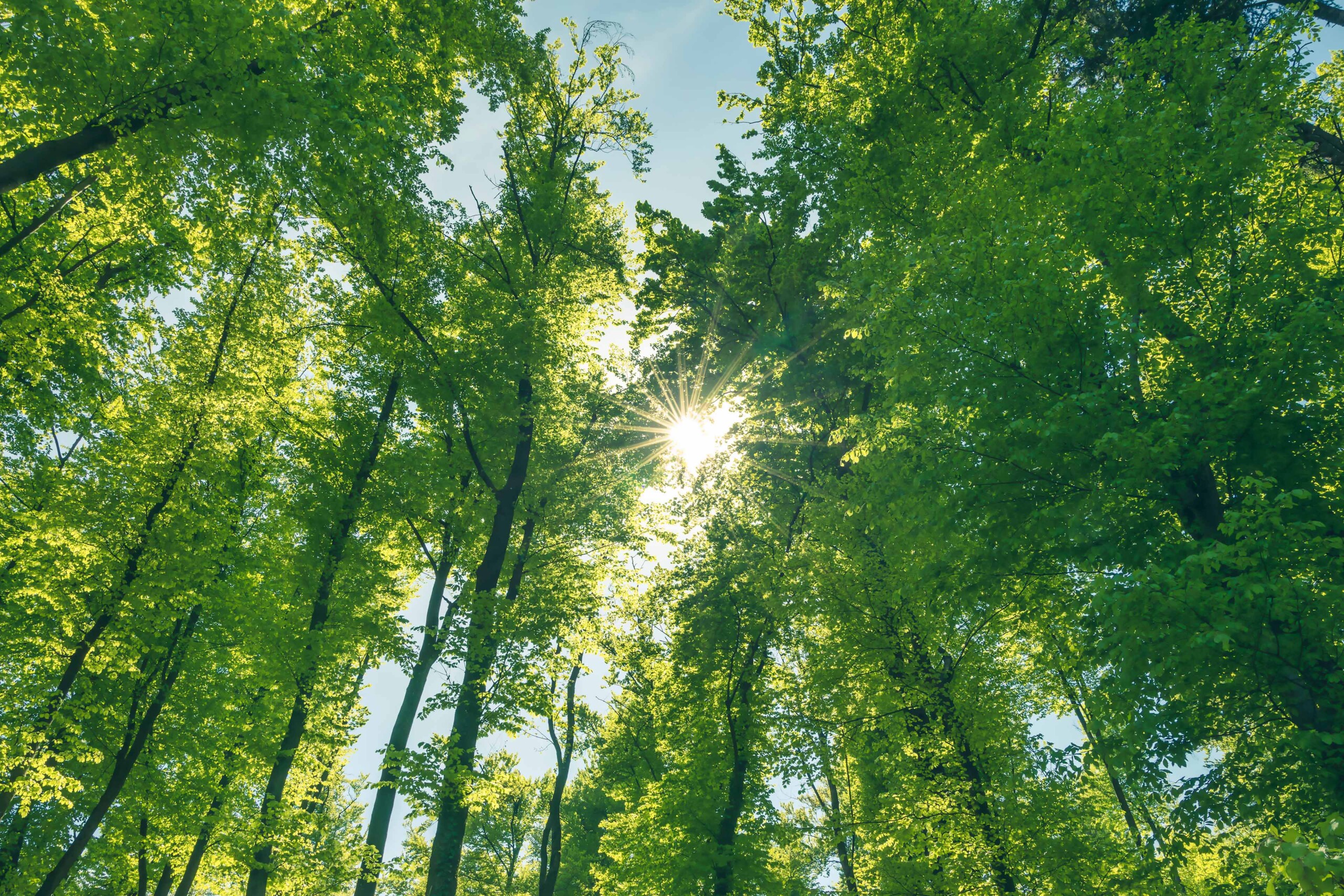 Cadman Cranes Sustainability Update – August 2023